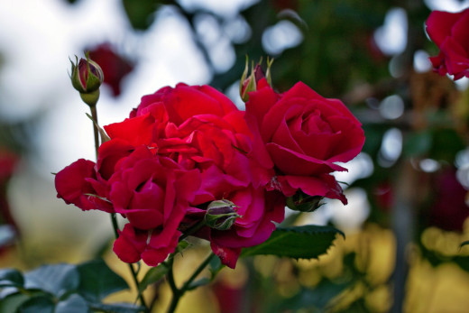 755910 (a): :2500x1666